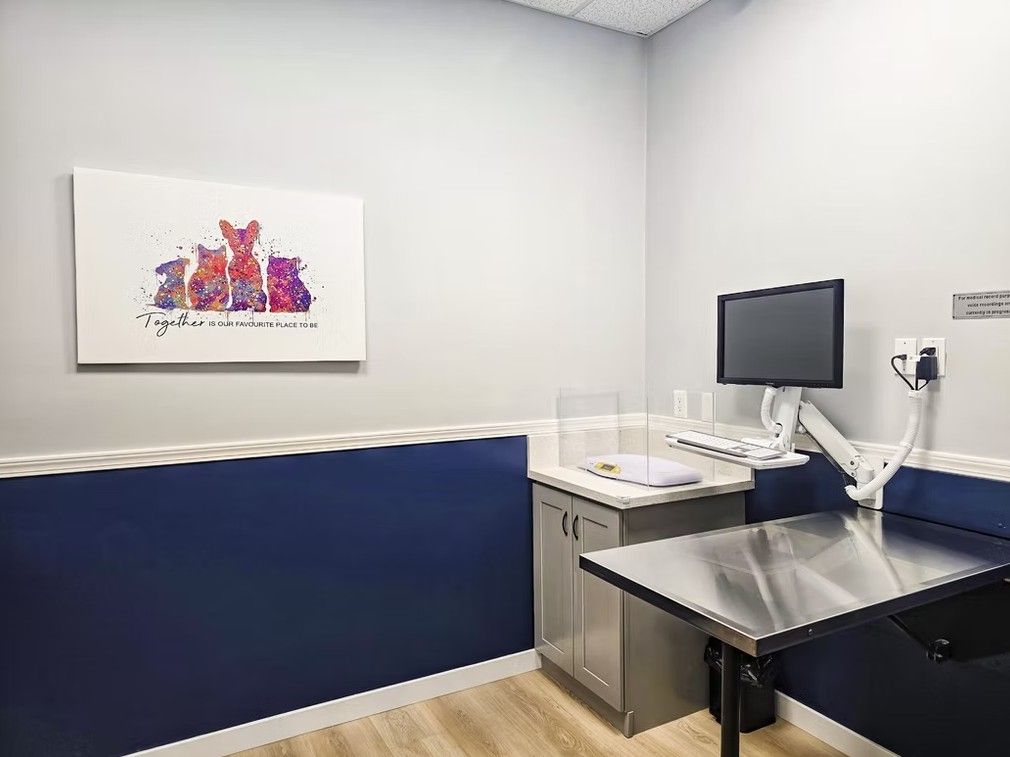 Veterinary exam room: light gray walls, dark blue wainscoting, stainless steel table, monitor, and pet-themed art.