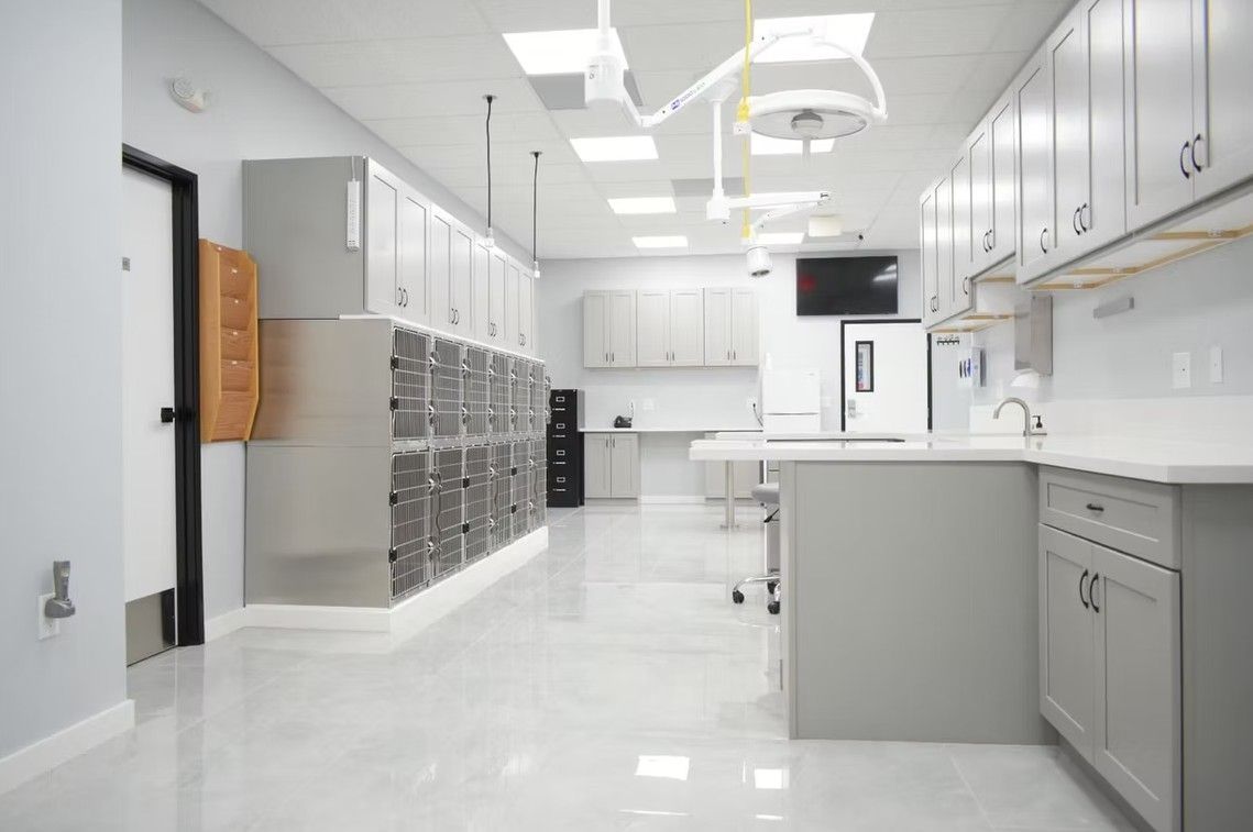 Veterinary clinic interior: light-filled room with cabinets, kennels, surgical lights, and examination table.