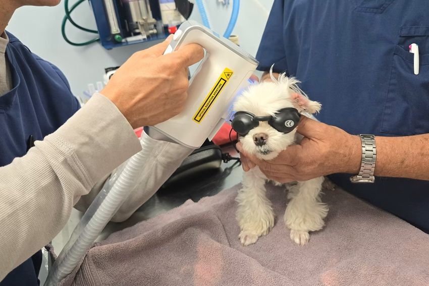 A small white dog wearing goggles receives laser therapy in a medical setting.