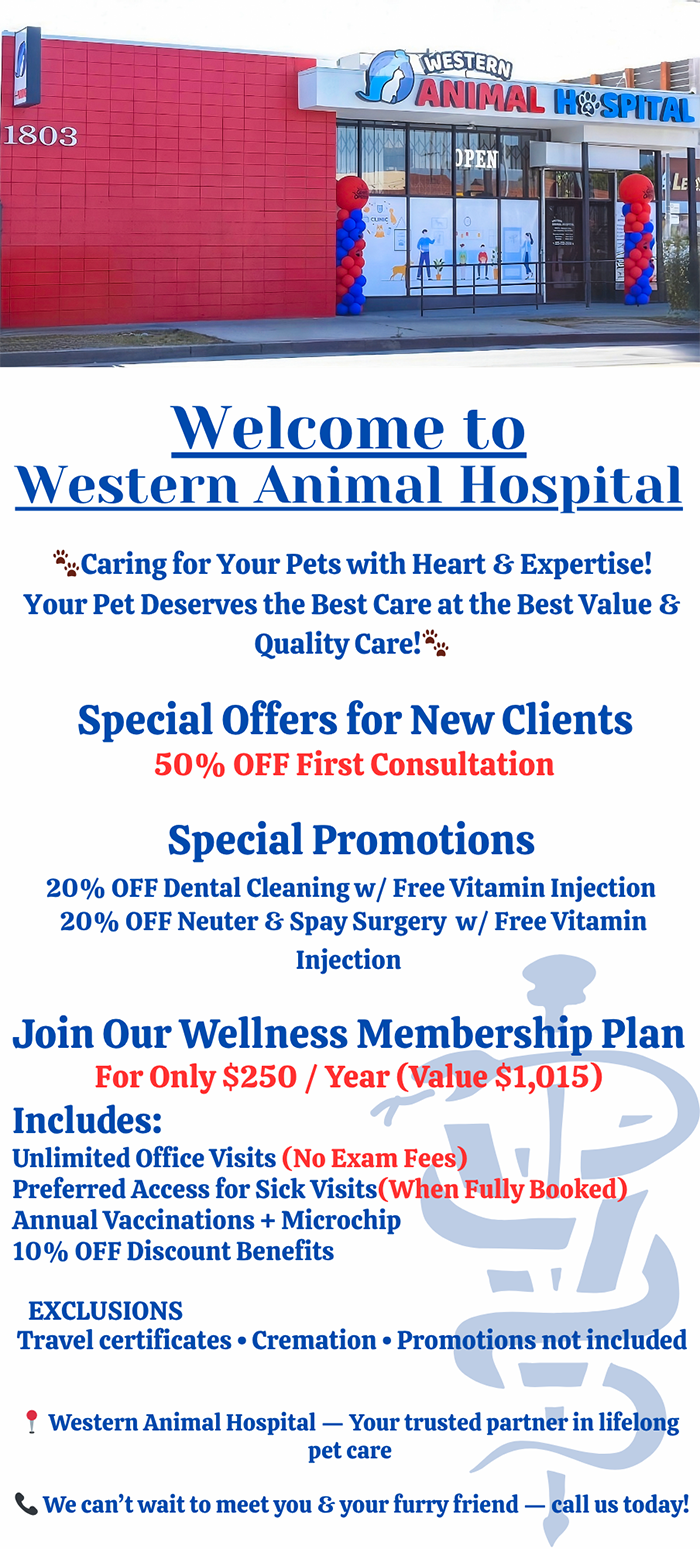 Special offer for new clients (English Version)