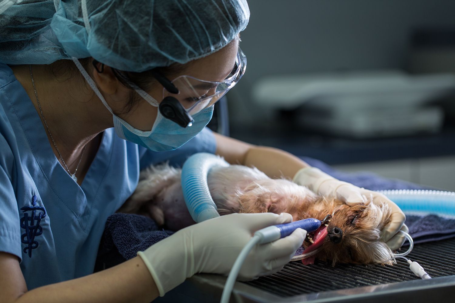 Western Animal Hospital