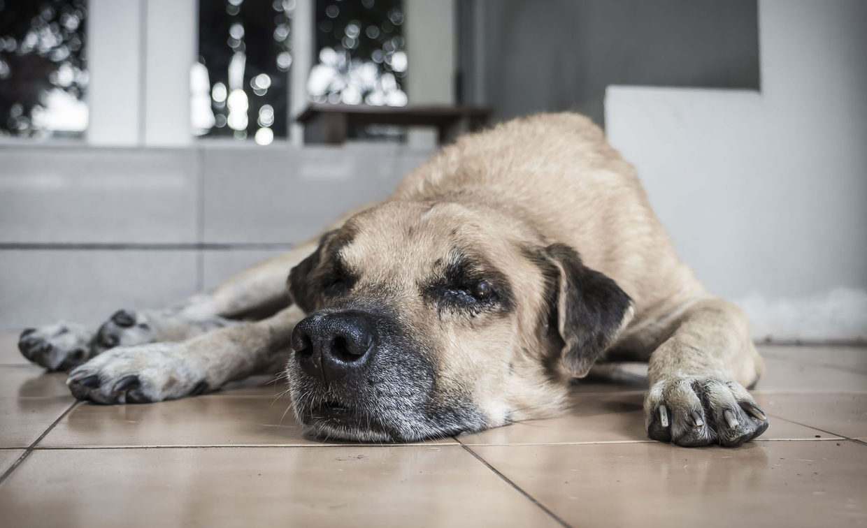Western Animal Hospital