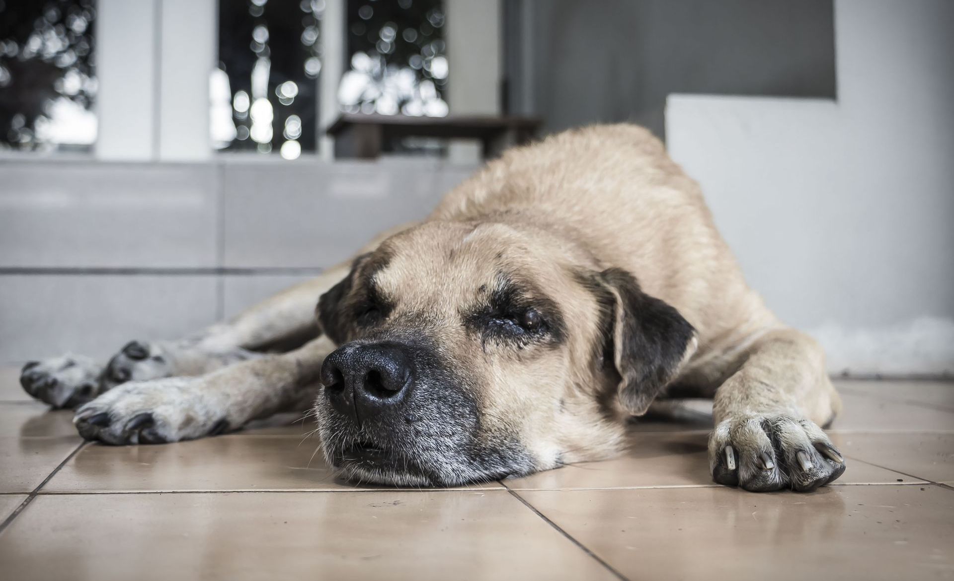 Western Animal Hospital