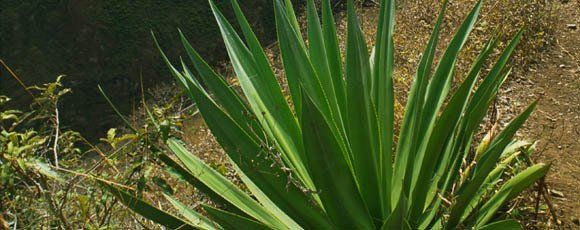 Sisal Plant