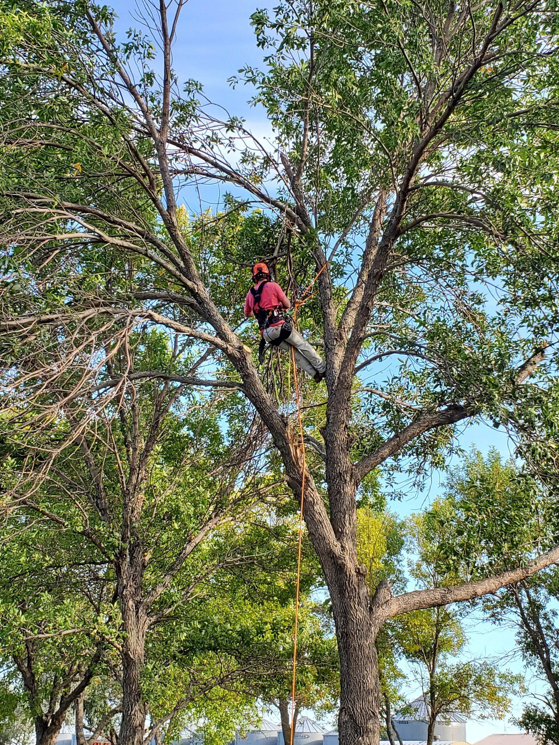 Tree Service