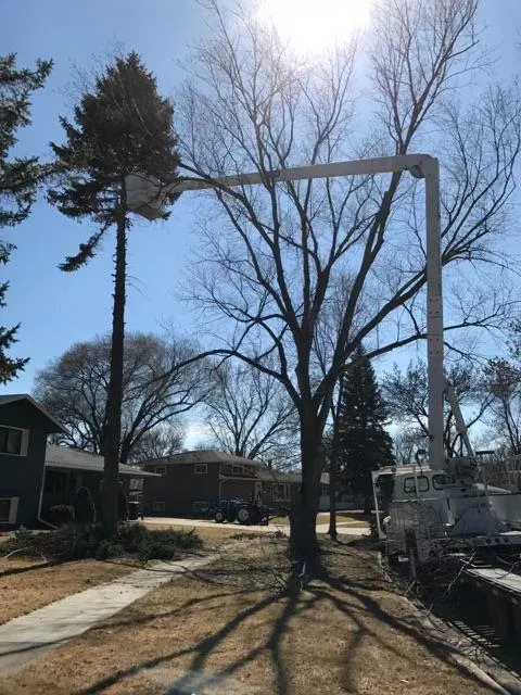 Tree Service