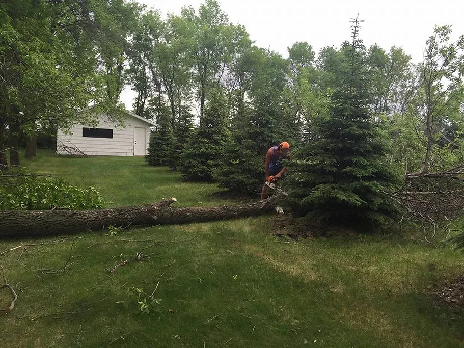 Tree Service