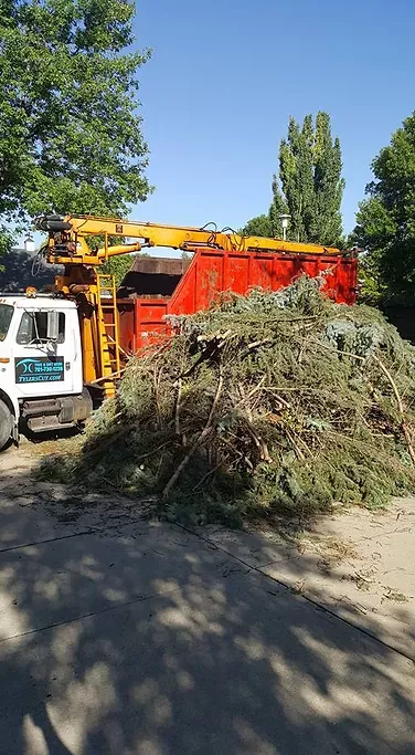 Tree Service