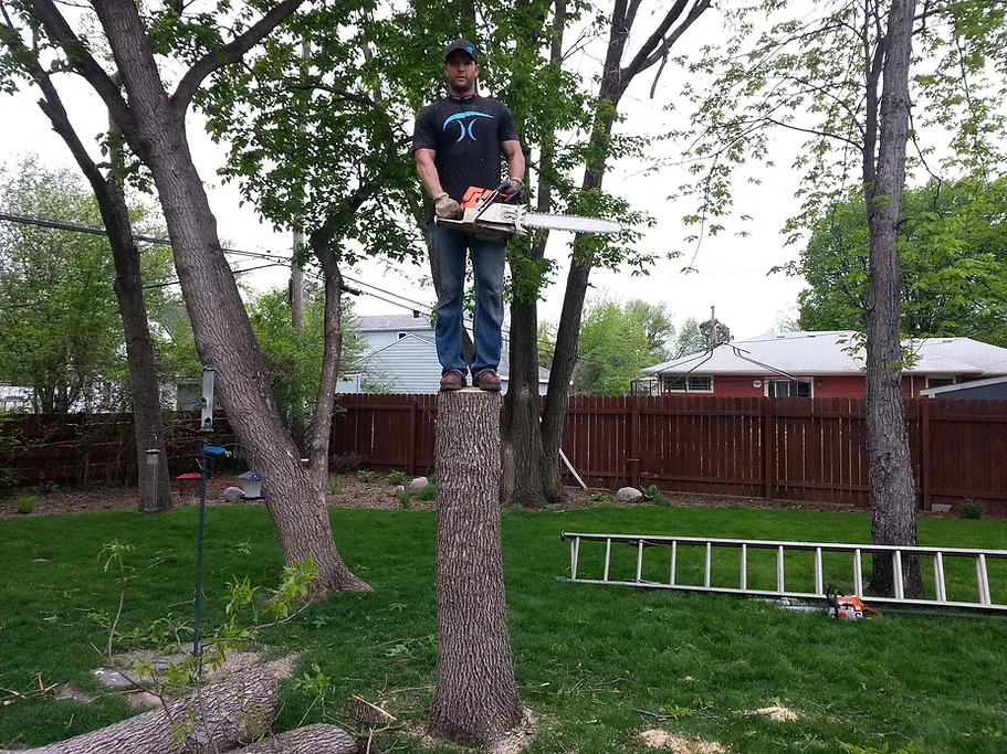 Tree Service