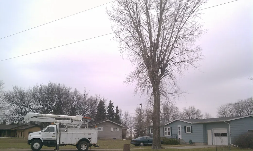 Tree Service