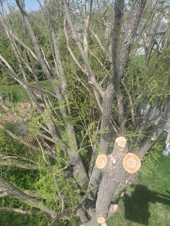Tree Service
