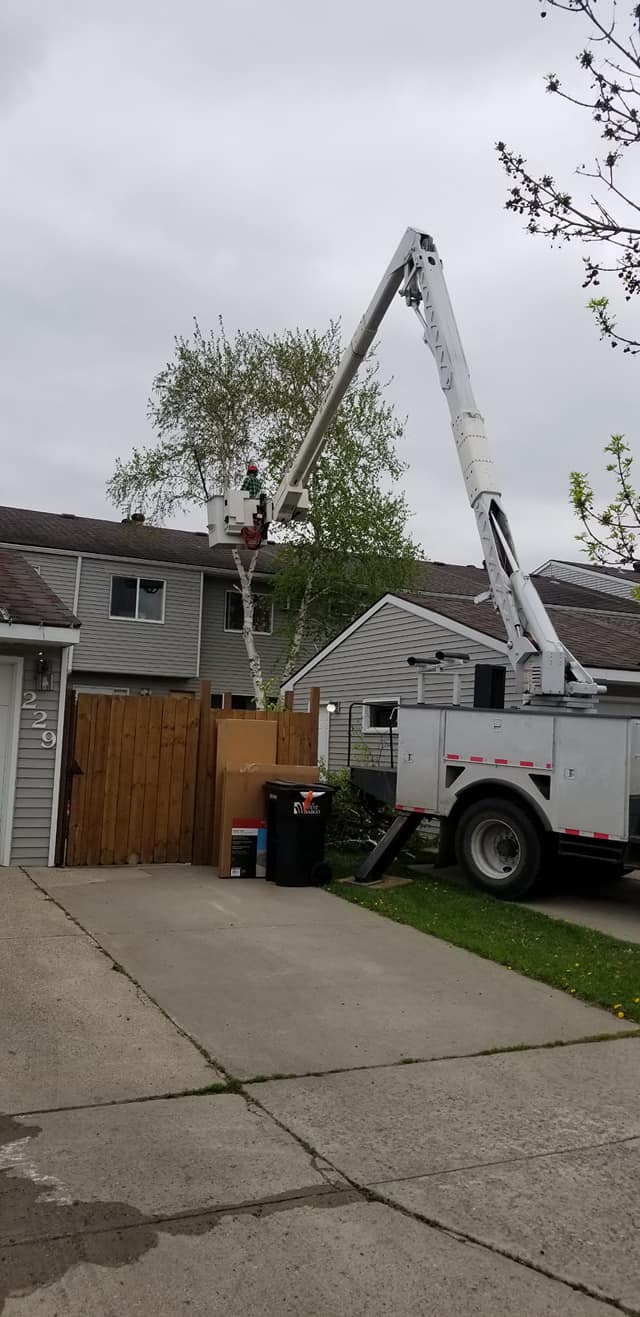 Tree Service