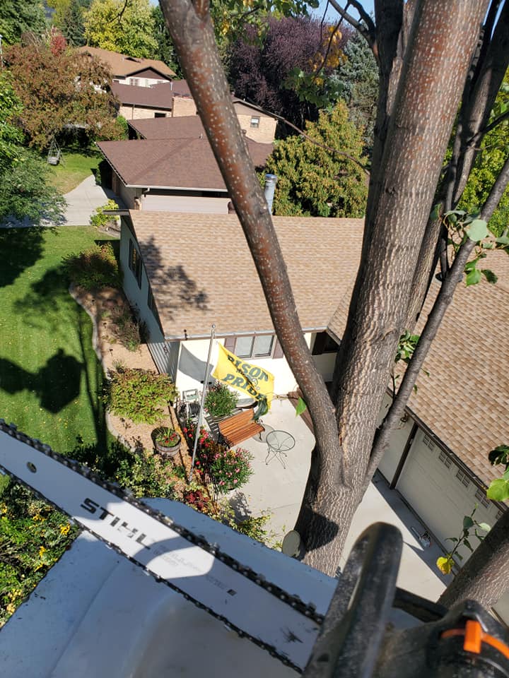 Tree Service