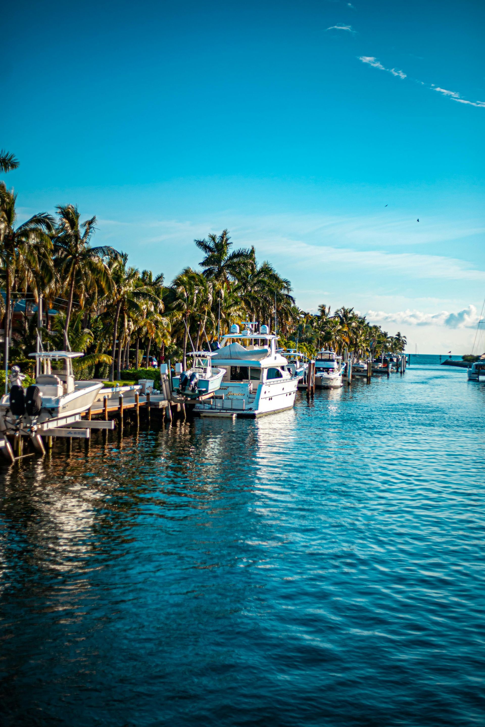 Boats docked at a tropical marina with palm trees lining the shore under a clear blue sky.