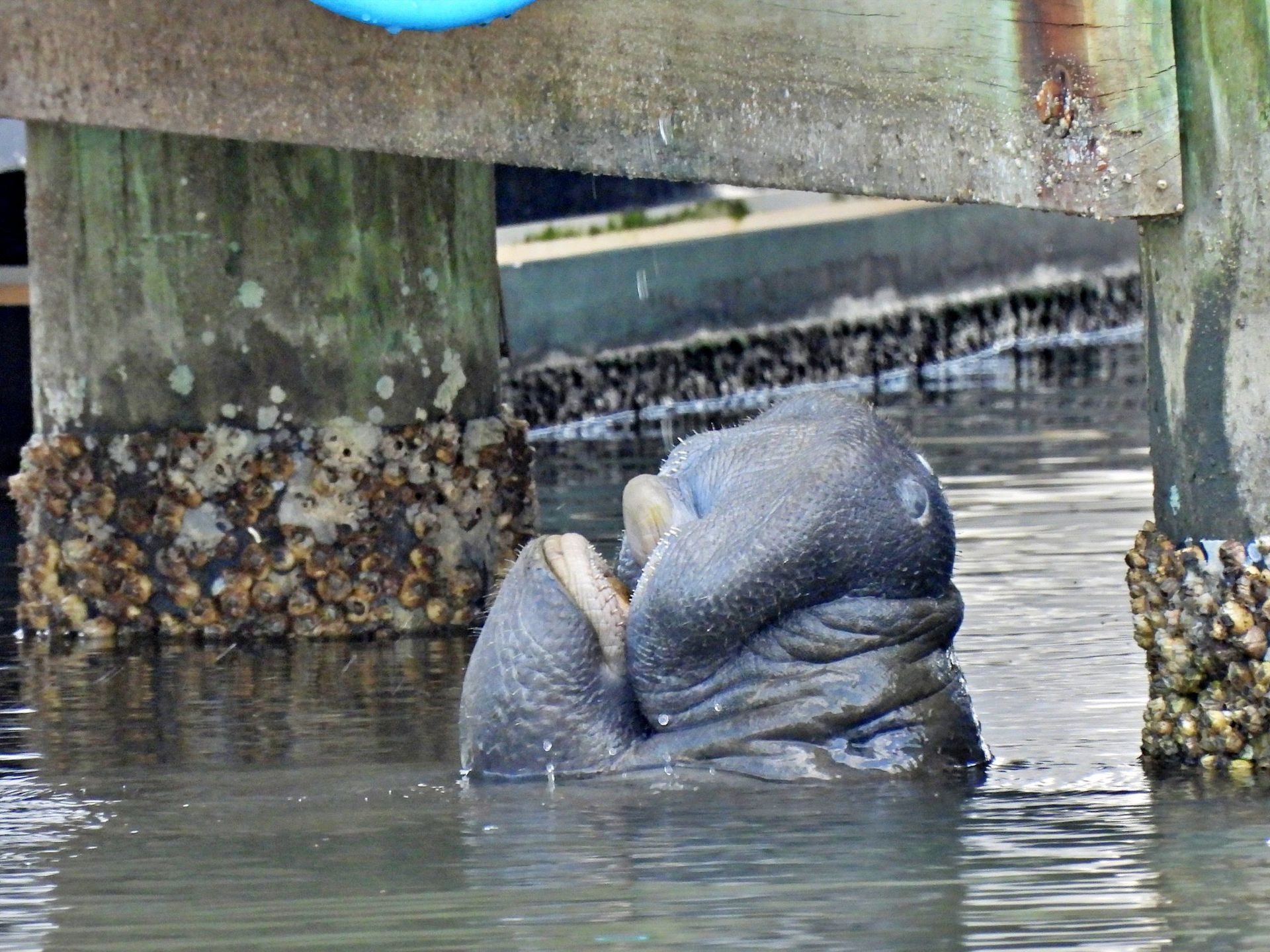 A manatee surfaces for air next to a wooden pier pylon covered in barnacles.