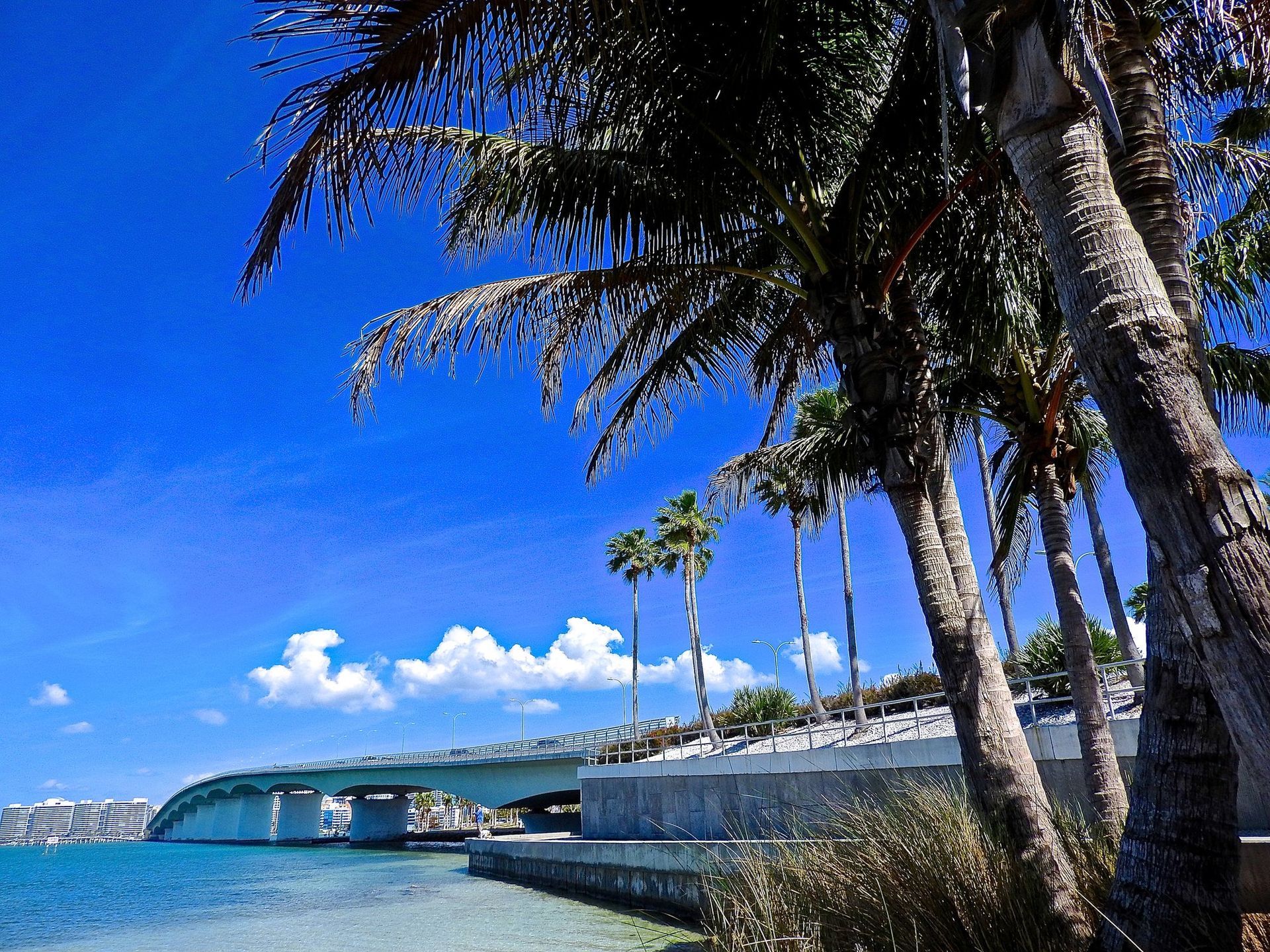 A sunny coastal scene featuring tall palm trees in the foreground and a concrete bridge crossing blue water.