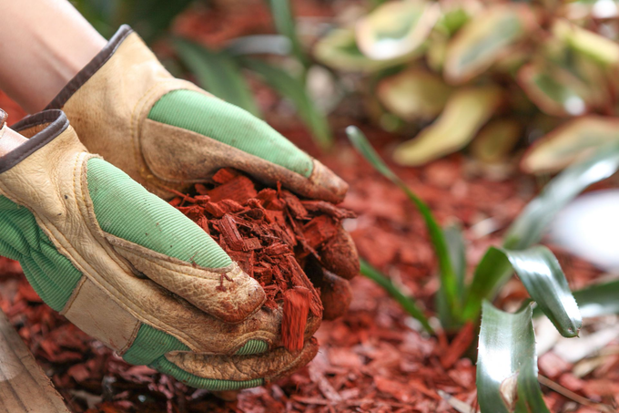 Gloved hands holding fresh red soil or mulch near a garden bed