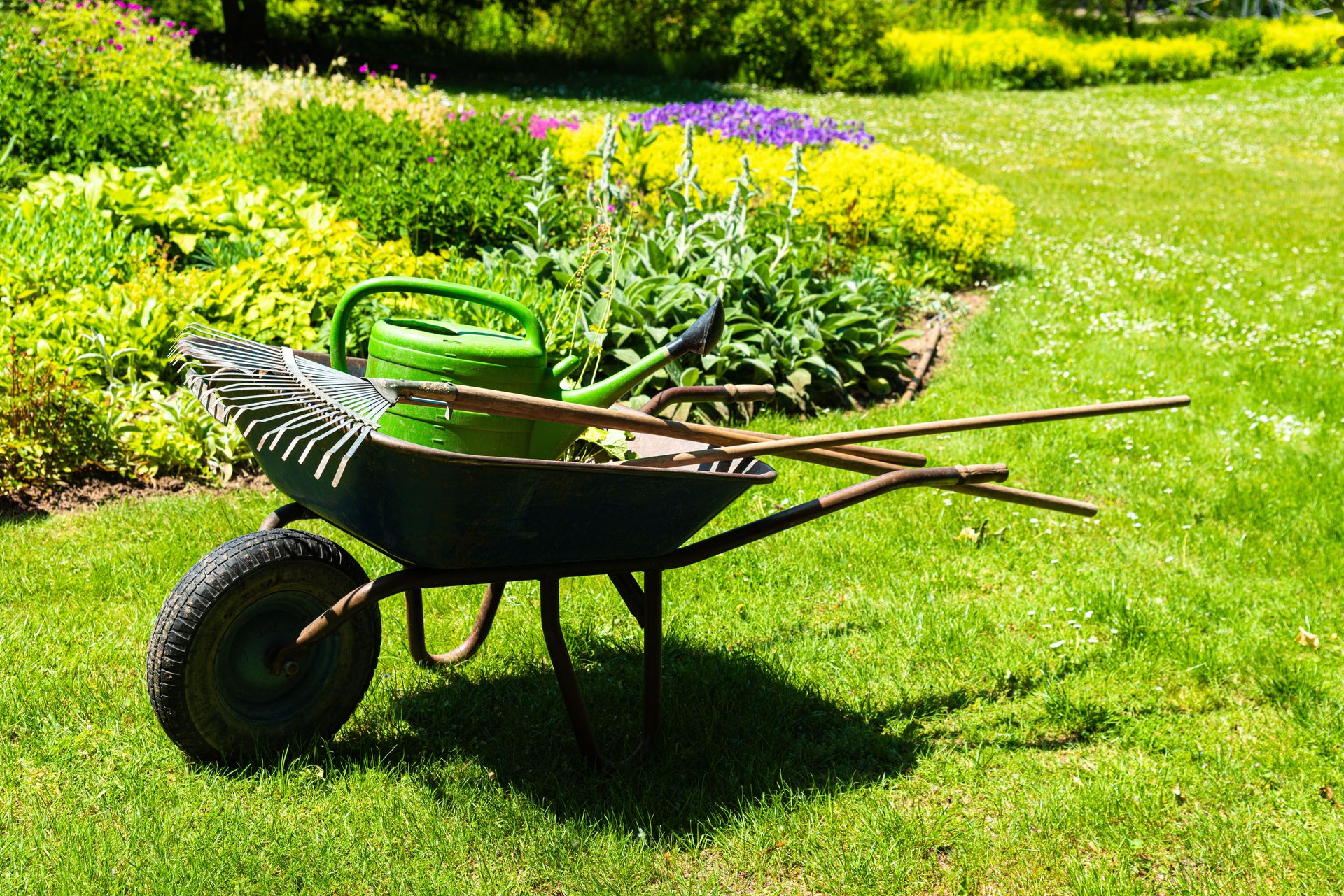Wheelbarrow with garden tools on a sunny lawn beside flower beds