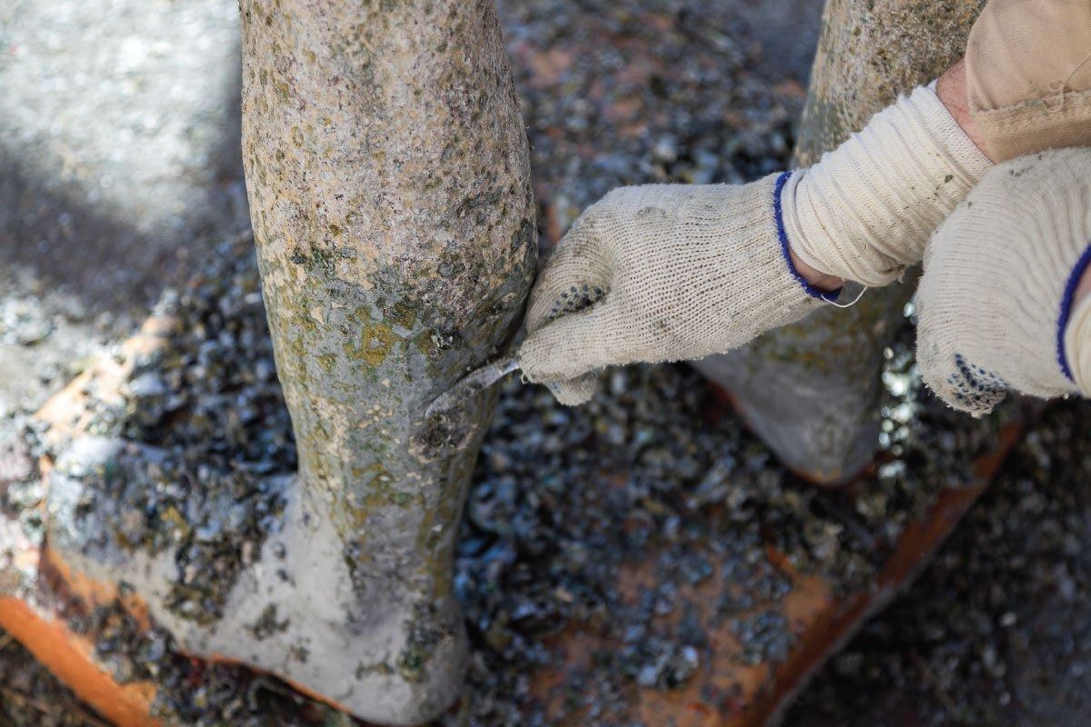 Person using a tool to remove material from legs covered in shells.