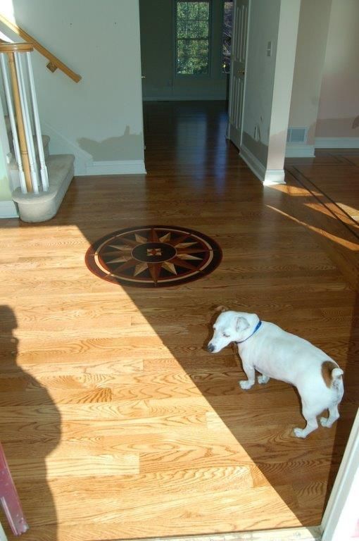 A small white dog is sitting on a wooden floor in a room.