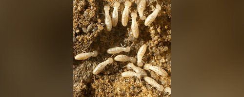 Termite Inspection Naples, FL