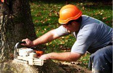 Tree service | Warren, MI | Conservation Tree Service  | 586-909-4584