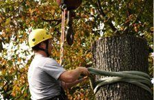 Mulch and firewood | Warren, MI | Conservation Tree Service  | 586-909-4584