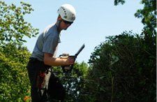 Tree cabling | Warren, MI | Conservation Tree Service  | 586-909-4584