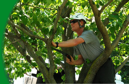 Tree Cutting Service Plano