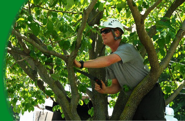 Tree pruning | Warren, MI | Conservation Tree Service  | 586-909-4584