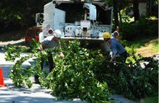 Brusah clearing | Warren, MI | Conservation Tree Service  | 586-909-4584