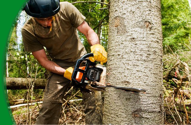 Tree removal | Warren, MI | Conservation Tree Service  | 586-909-4584