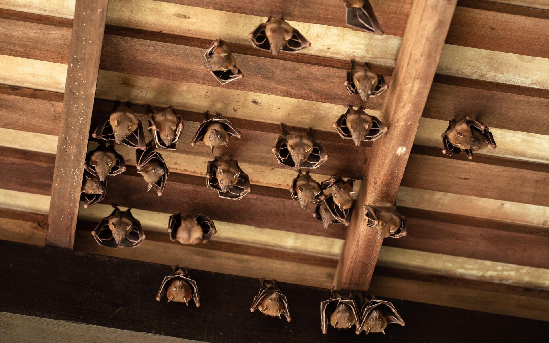 Humane bat eviction