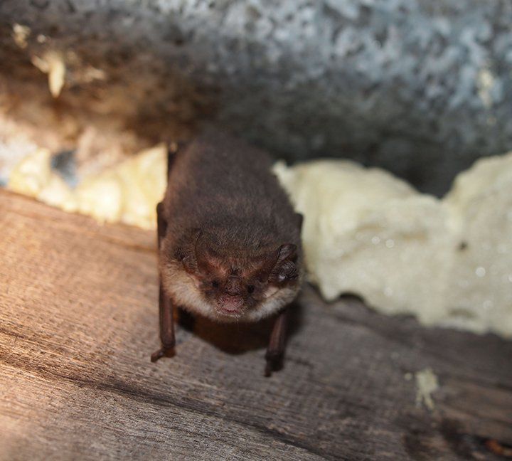 Bat eviction