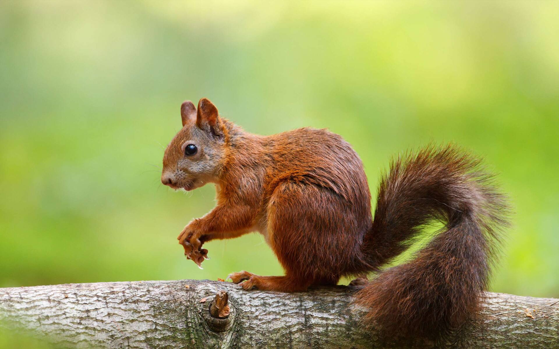 Fairborn Squirrel Removal Service