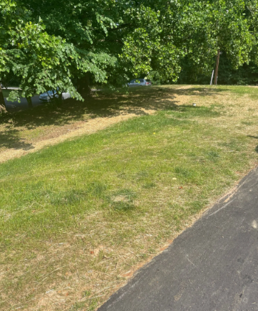 Grassy lawn next to a dark asphalt driveway, with a line of trees in the background. Some areas of grass appear dry.
