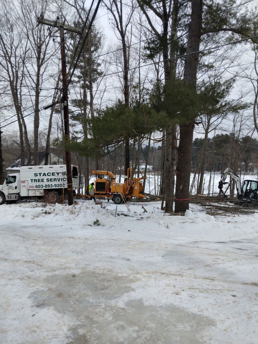 Stacey's Tree Service - Gallery