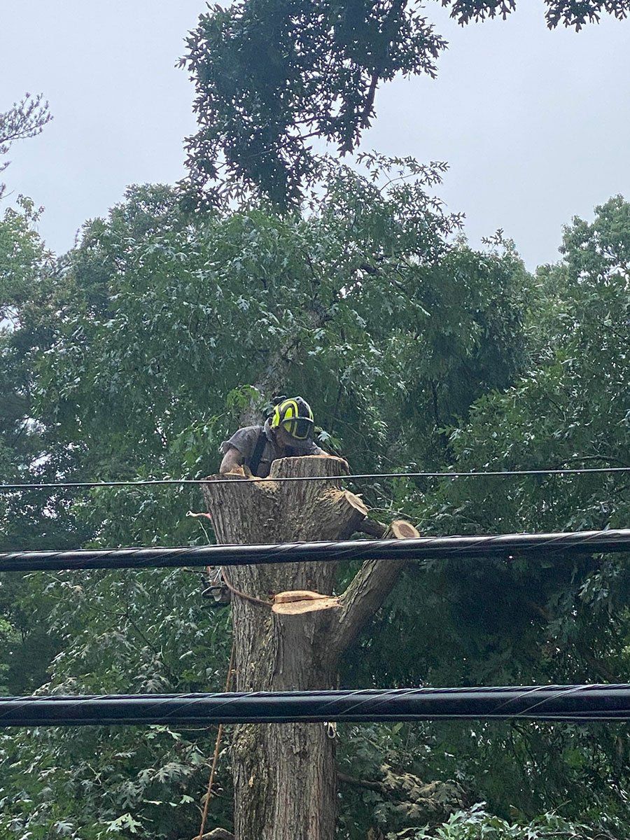 Stacey's Tree Service - Gallery