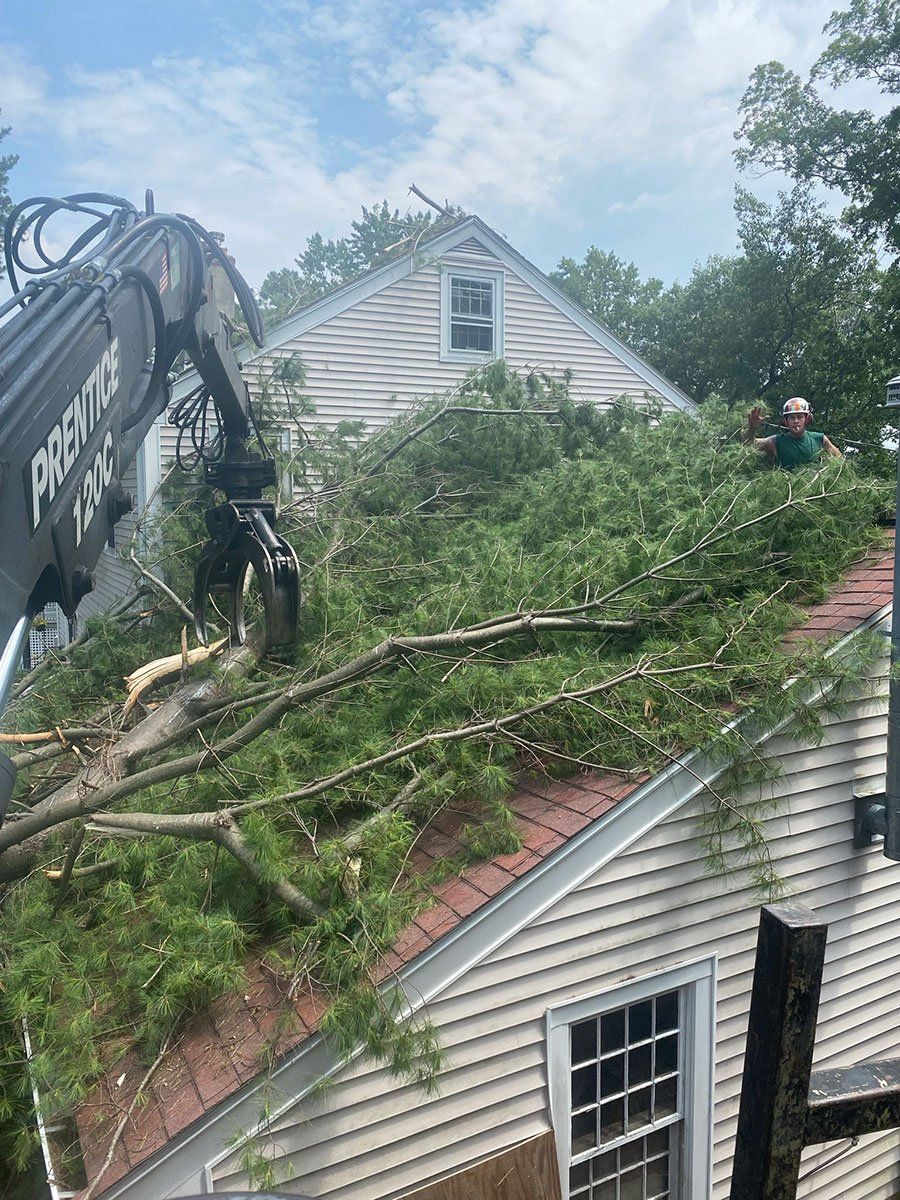Stacey's Tree Service - Gallery