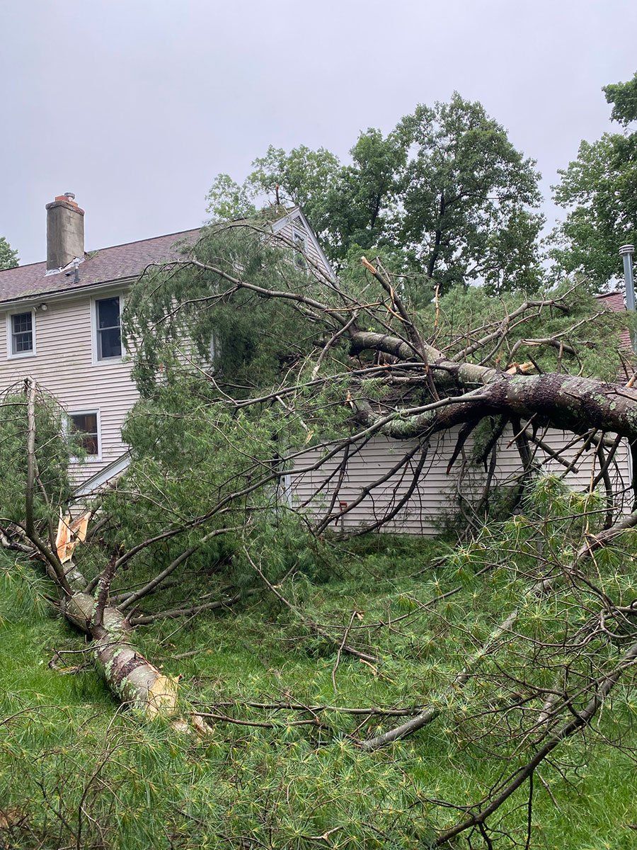 Stacey's Tree Service - Gallery