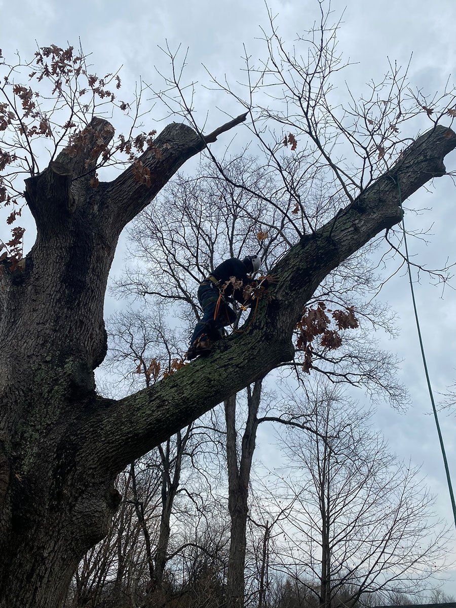 Stacey's Tree Service - Gallery