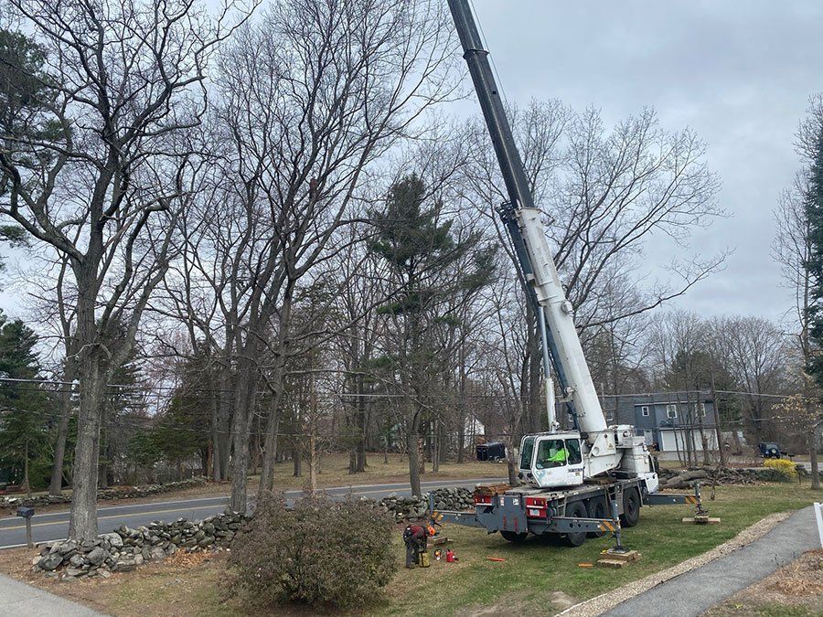 Stacey's Tree Service - Gallery