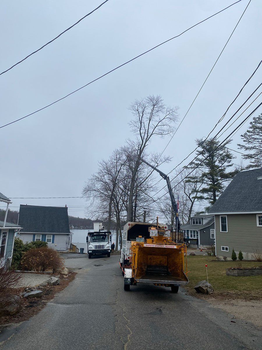 Stacey's Tree Service - Gallery