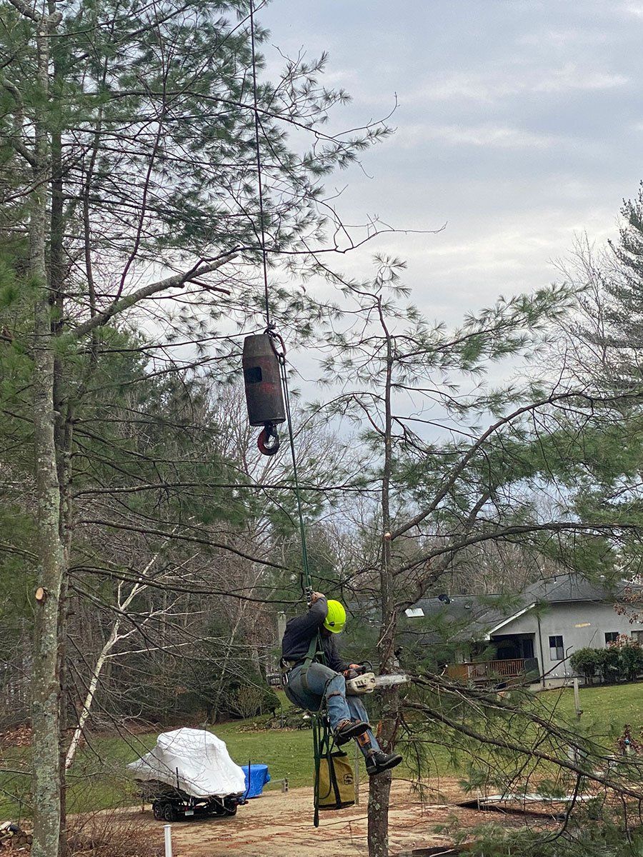 Stacey's Tree Service - Gallery