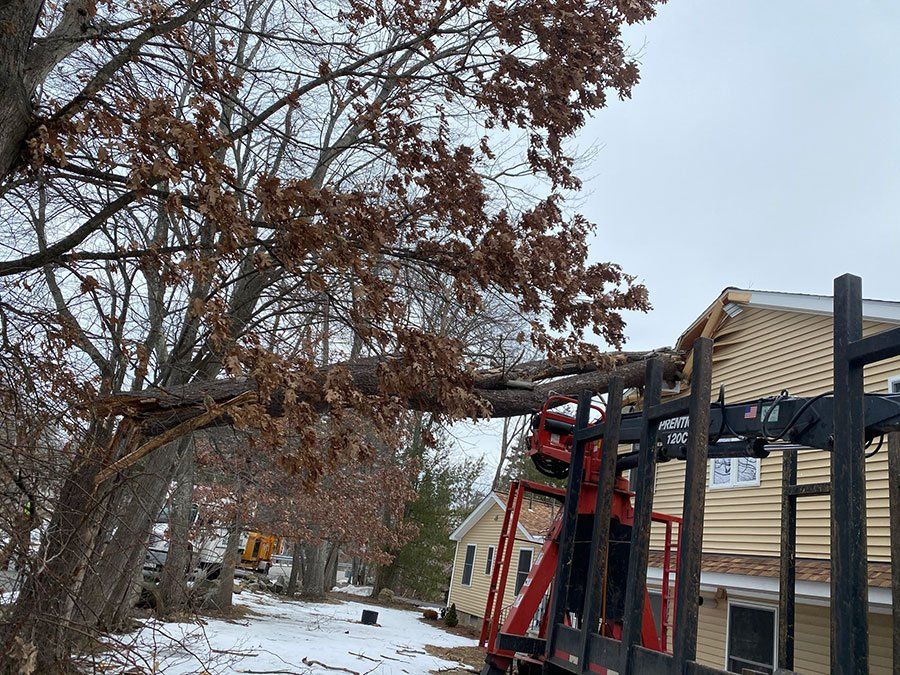Stacey's Tree Service - Gallery