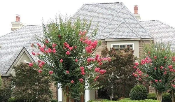 Crape myrtles with pink blooms in front of a light-colored house with gray roof.