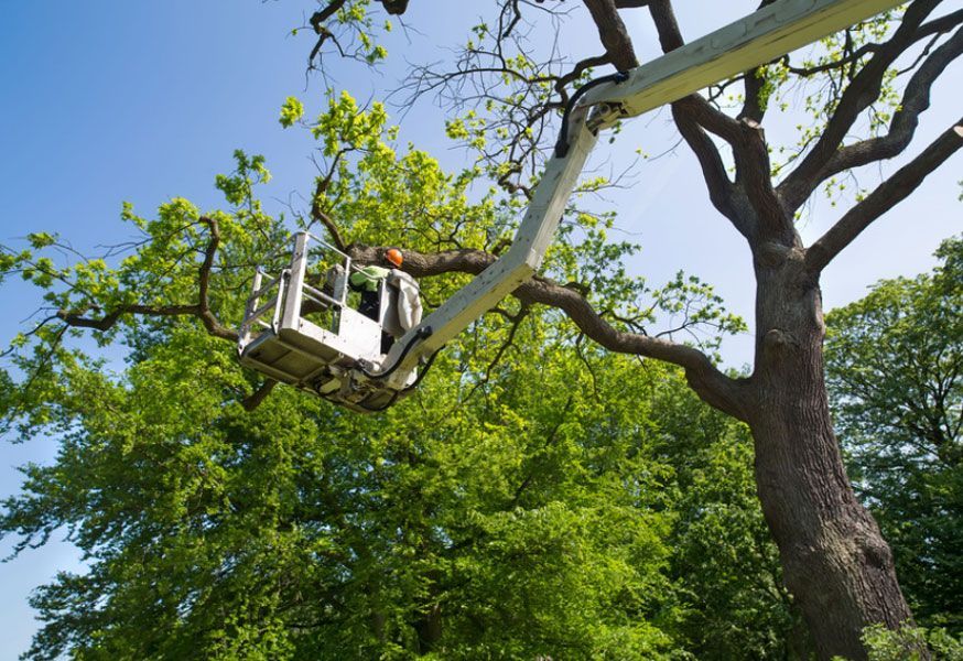 Tree Pruning