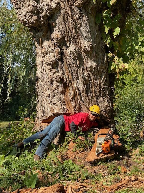 Tree Removal Service