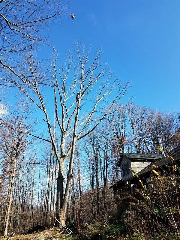 Tree Trimming and Pruning