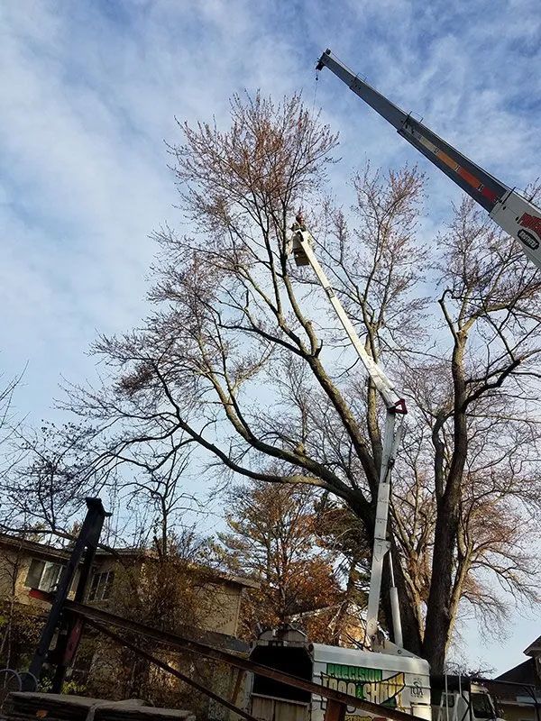 Tree Trimming and Pruning